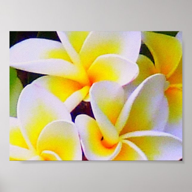 frangipani Poster (Framsidan)
