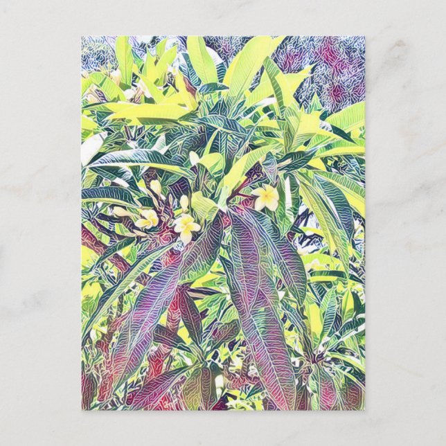 Frangipani Träd Cairns Australien tropiska Vykort (Framsida)