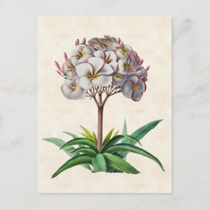 Frangipani Vintage Botanical Vykort