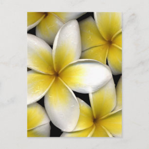 Frangipani Vykort