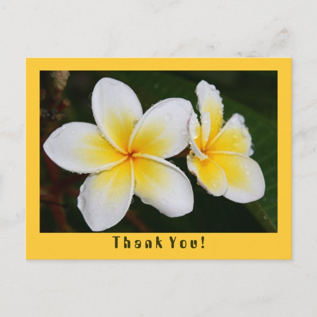 Frangipani Vykort (Framsida)