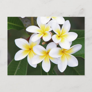 Frangipani Vykort