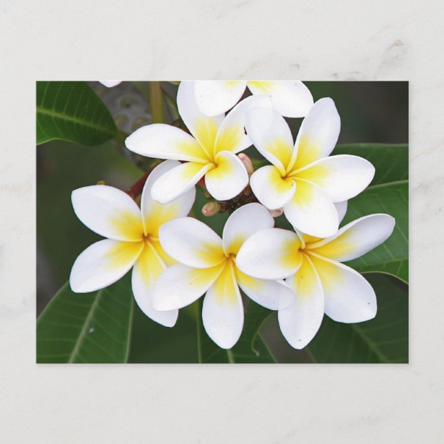Frangipani Vykort (Framsida)