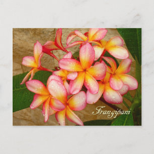 Frangipani Vykort