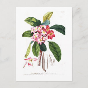 Frangipani Vykort
