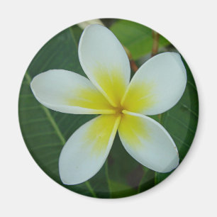 Frangipaniblomma Magnet