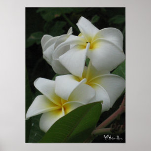 Frangipanis Poster utskrifter