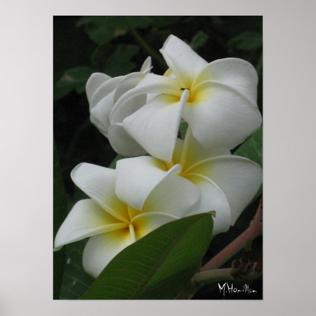 Frangipanis Poster utskrifter (Framsidan)