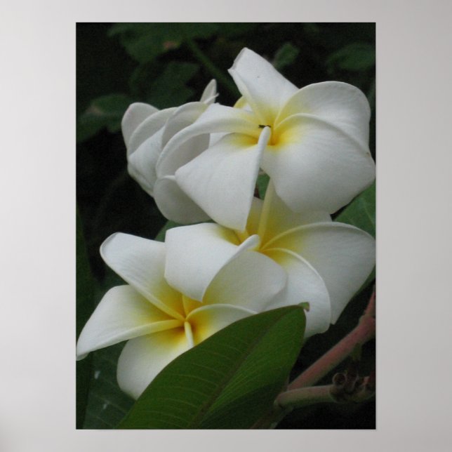 Frangipanis Poster utskrifter (Framsidan)