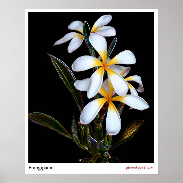 Frangipanni Poster (Framsidan)
