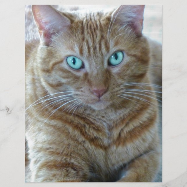 Frankie (Framsida)