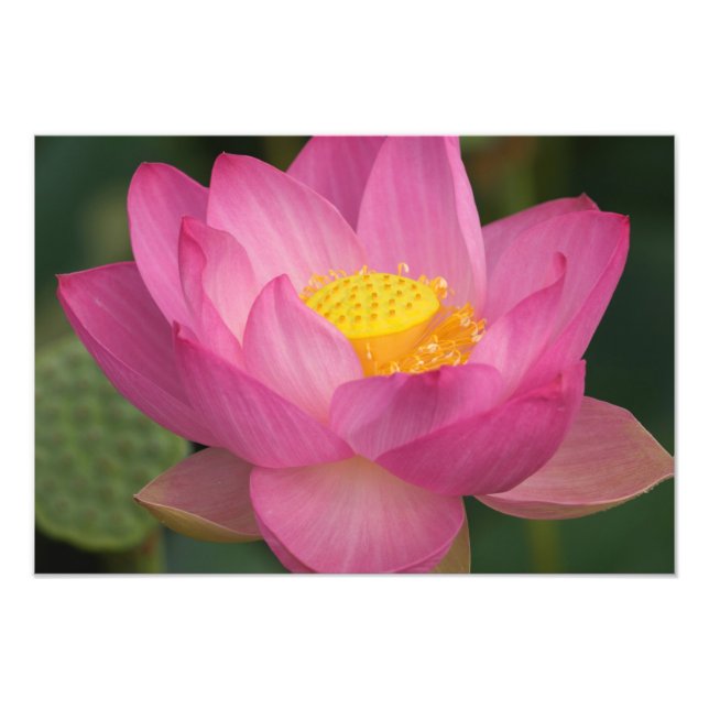 Franklin NC, Perry's Water Garden, Lotus 2 Fototryck (Framsidan)