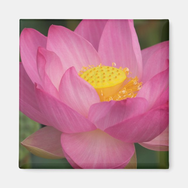 Franklin NC, Perry's Water Garden, Lotus 2 Magnet (Framsidan)
