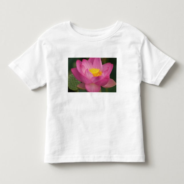 Franklin NC, Perry's Water Garden, Lotus 2 Tee Shirt (Framsida)