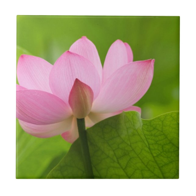 Franklin NC, Perry's Water Garden, Lotus Kakelplatta (Framsidan)