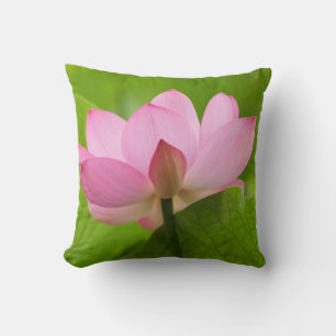 Franklin NC, Perry's Water Garden, Lotus Kudde