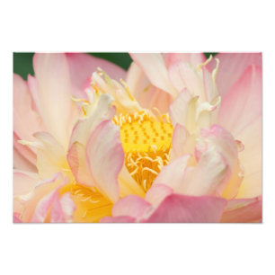Franklin NC, Perry's Water Garden, Lotus med Fototryck