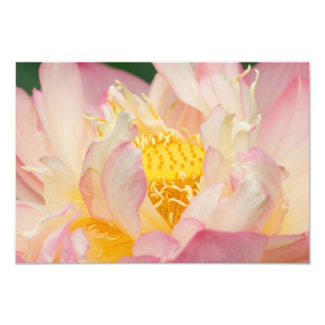 Franklin NC, Perry's Water Garden, Lotus med Fototryck (Framsidan)