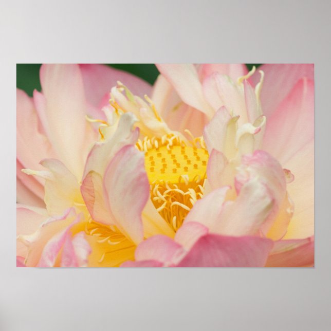 Franklin NC, Perry's Water Garden, Lotus med Poster (Framsidan)