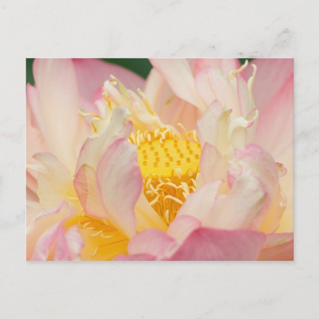 Franklin NC, Perry's Water Garden, Lotus med Vykort (Framsida)