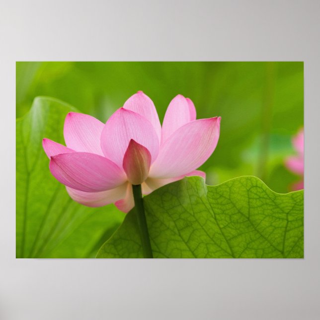 Franklin NC, Perry's Water Garden, Lotus Poster (Framsidan)
