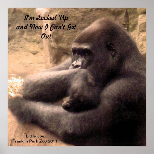 Franklin Park Zoo Gorilla Print Poster (Framsidan)