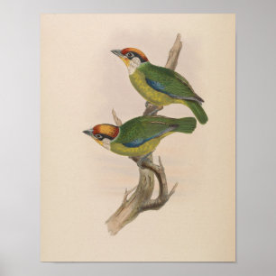 Franklins Barbet av John Gould Tryck