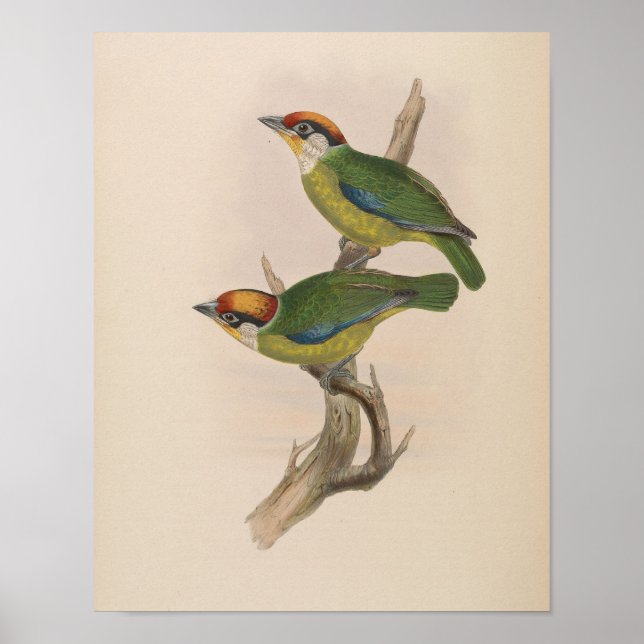 Franklins Barbet av John Gould Tryck (Framsidan)