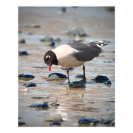 Franklins Gull Fototryck