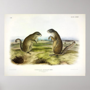 Franklins Marmot-Squirrel eller Ground Squirrel Poster