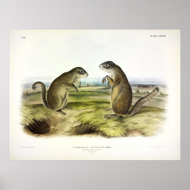 Franklins Marmot-Squirrel eller Ground Squirrel Poster (Framsidan)