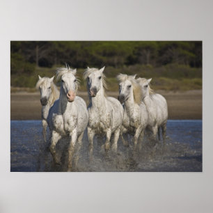 Frankrike, Camargue. Hästar springa genom de 2 Poster