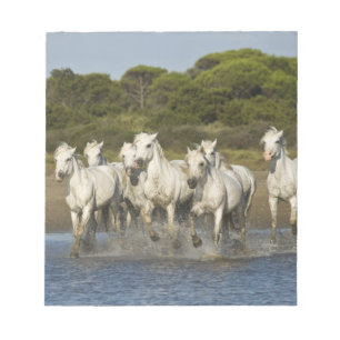 Frankrike, Camargue. Hästar springer genom flodmyn Anteckningsblock