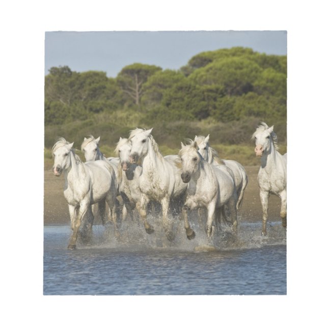 Frankrike, Camargue. Hästar springer genom flodmyn Anteckningsblock (Framsida)