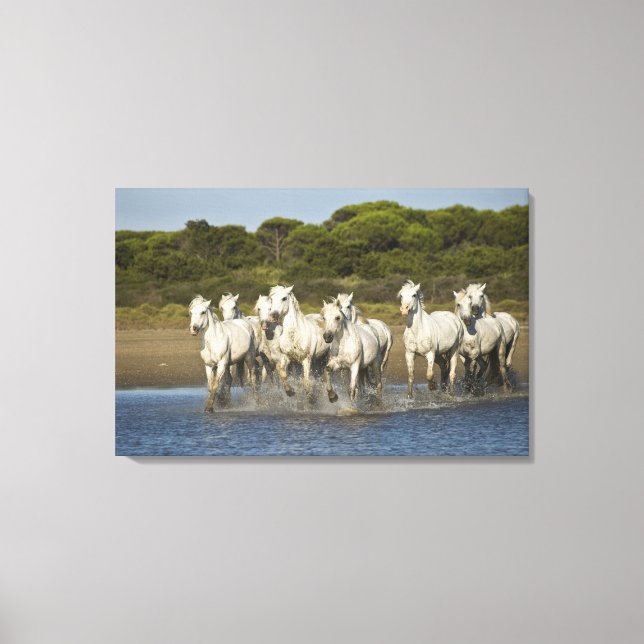 Frankrike, Camargue. Hästar springer genom flodmyn Canvastryck (Framsida)