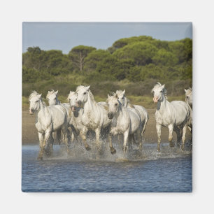 Frankrike, Camargue. Hästar springer genom flodmyn Magnet