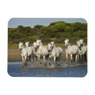 Frankrike, Camargue. Hästar springer genom flodmyn Magnet