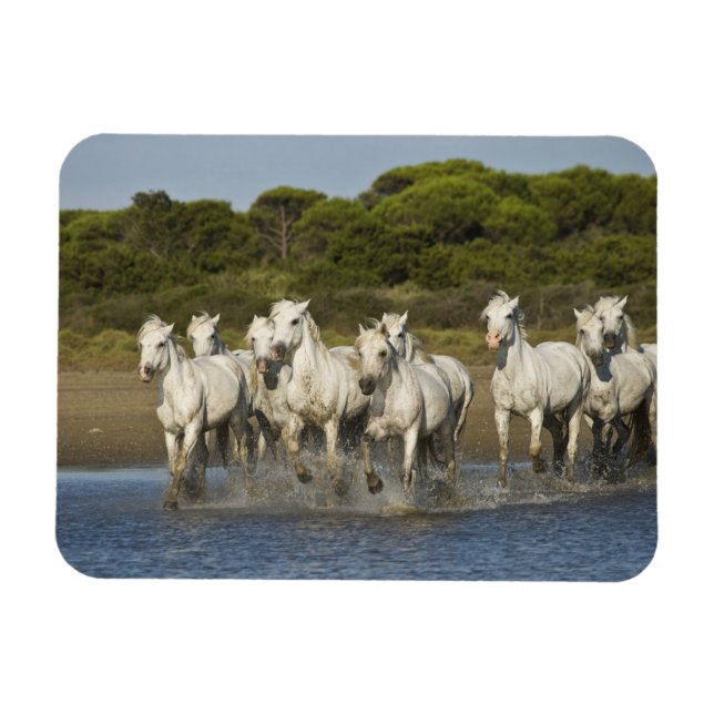 Frankrike, Camargue. Hästar springer genom flodmyn Magnet (Horisontell)