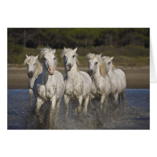 Frankrike, Camargue. Hästar springer Hälsningskort
