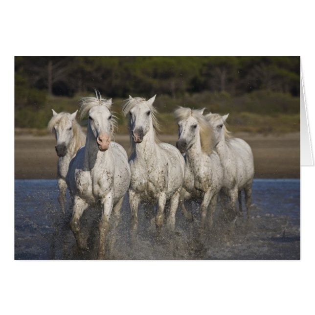 Frankrike, Camargue. Hästar springer Hälsningskort (Framsidan Horizontal)