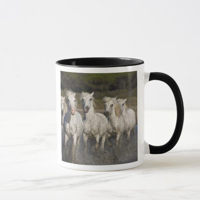 Frankrike, Camargue. Hästar springer Mugg (Höger)