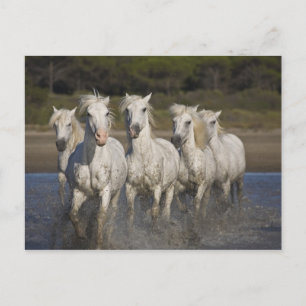 Frankrike, Camargue. Hästar springer Vykort