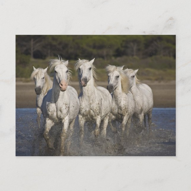 Frankrike, Camargue. Hästar springer Vykort (Framsida)