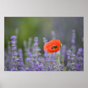 Frankrike, Provence. Ensamvallmo i fält av Poster