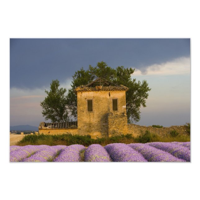 Frankrike, Provence. Fält med lavendel och Fototryck (Framsidan)
