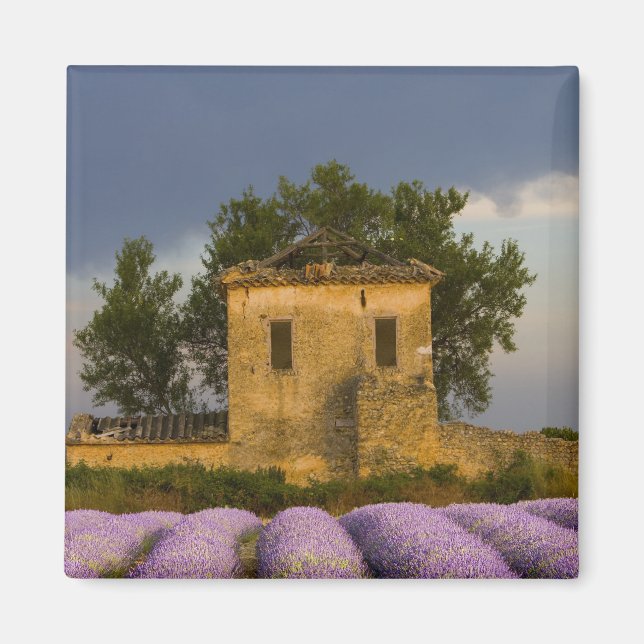 Frankrike, Provence. Fält med lavendel och Magnet (Framsidan)
