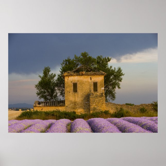 Frankrike, Provence. Fält med lavendel och Poster (Framsidan)
