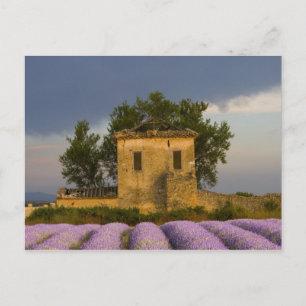 Frankrike, Provence. Fält med lavendel och Vykort