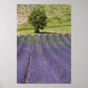 Frankrike, Provence. Lavendelrader i blomning. Poster