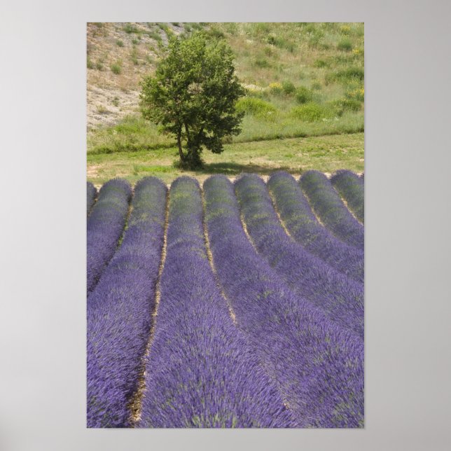 Frankrike, Provence. Lavendelrader i blomning. Poster (Framsidan)